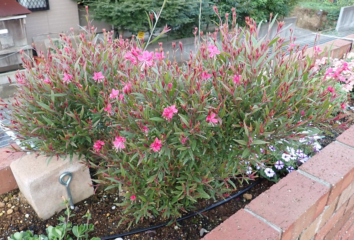 うちの花壇とハチの関係☆