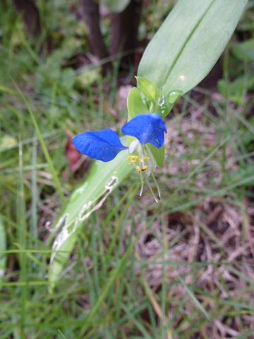 野の草いろいろ