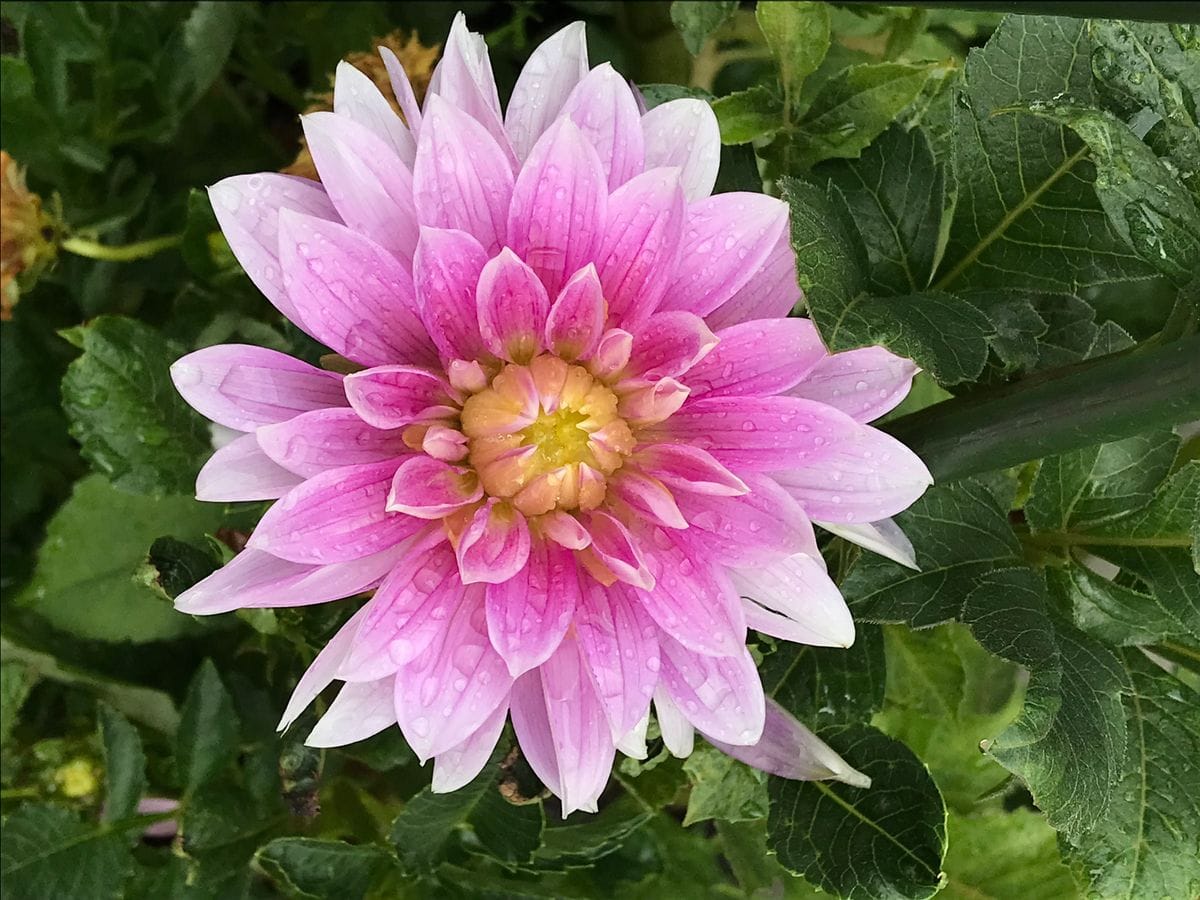 花友さんからのダリアが咲いた🌸💕💕