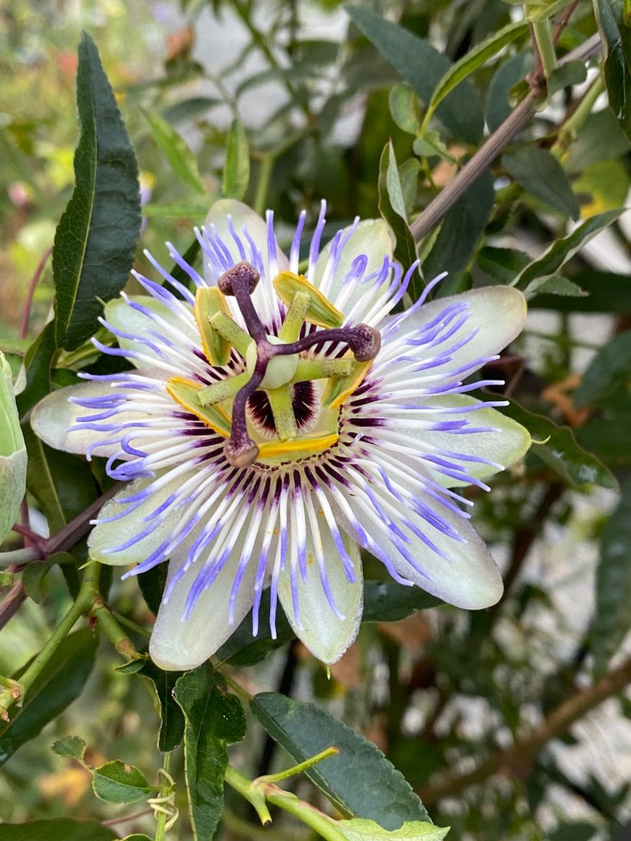 昨日の雨上がりの花