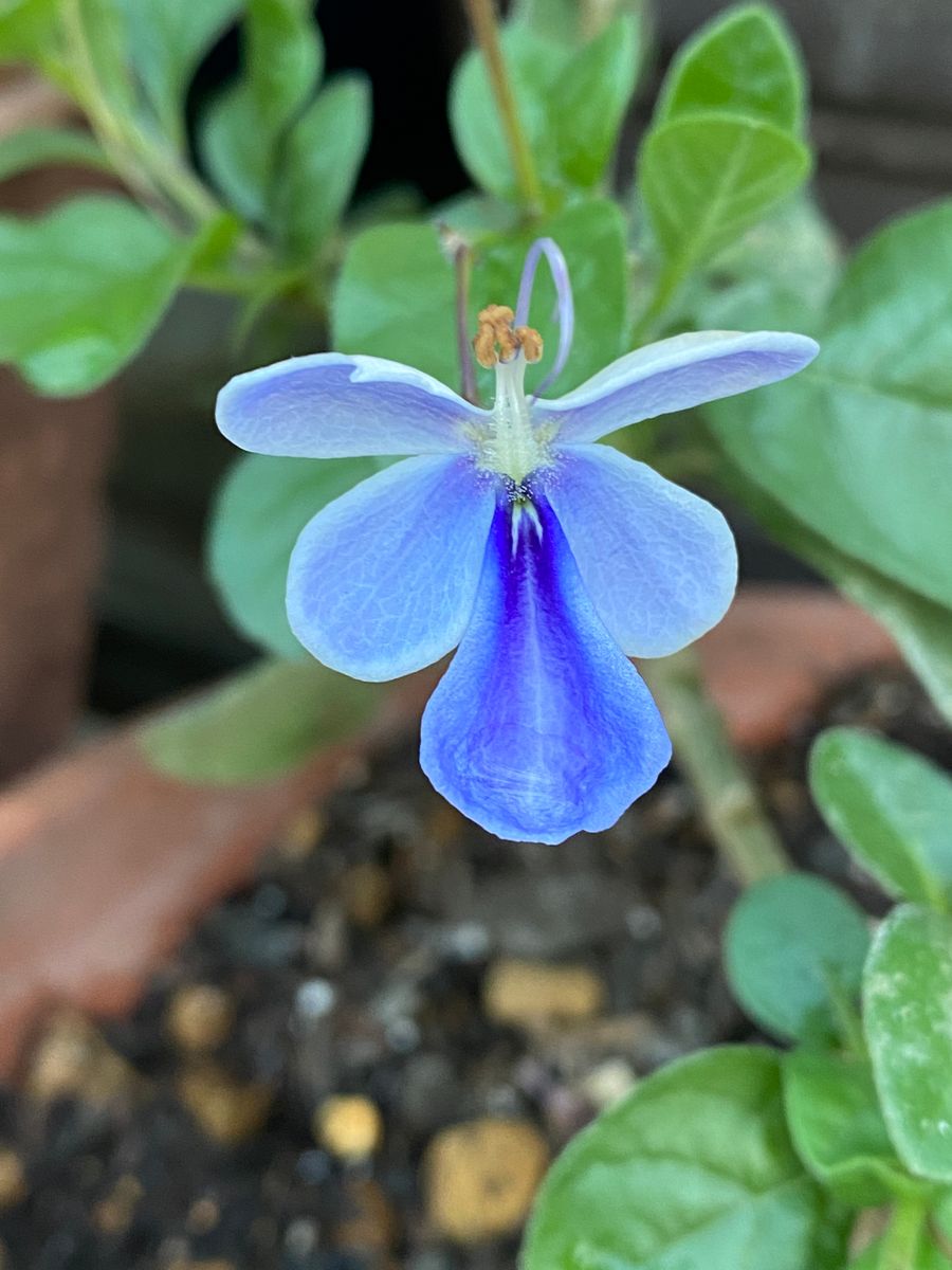 昨日の雨上がりの花