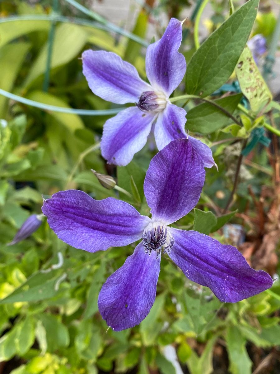 昨日の雨上がりの花