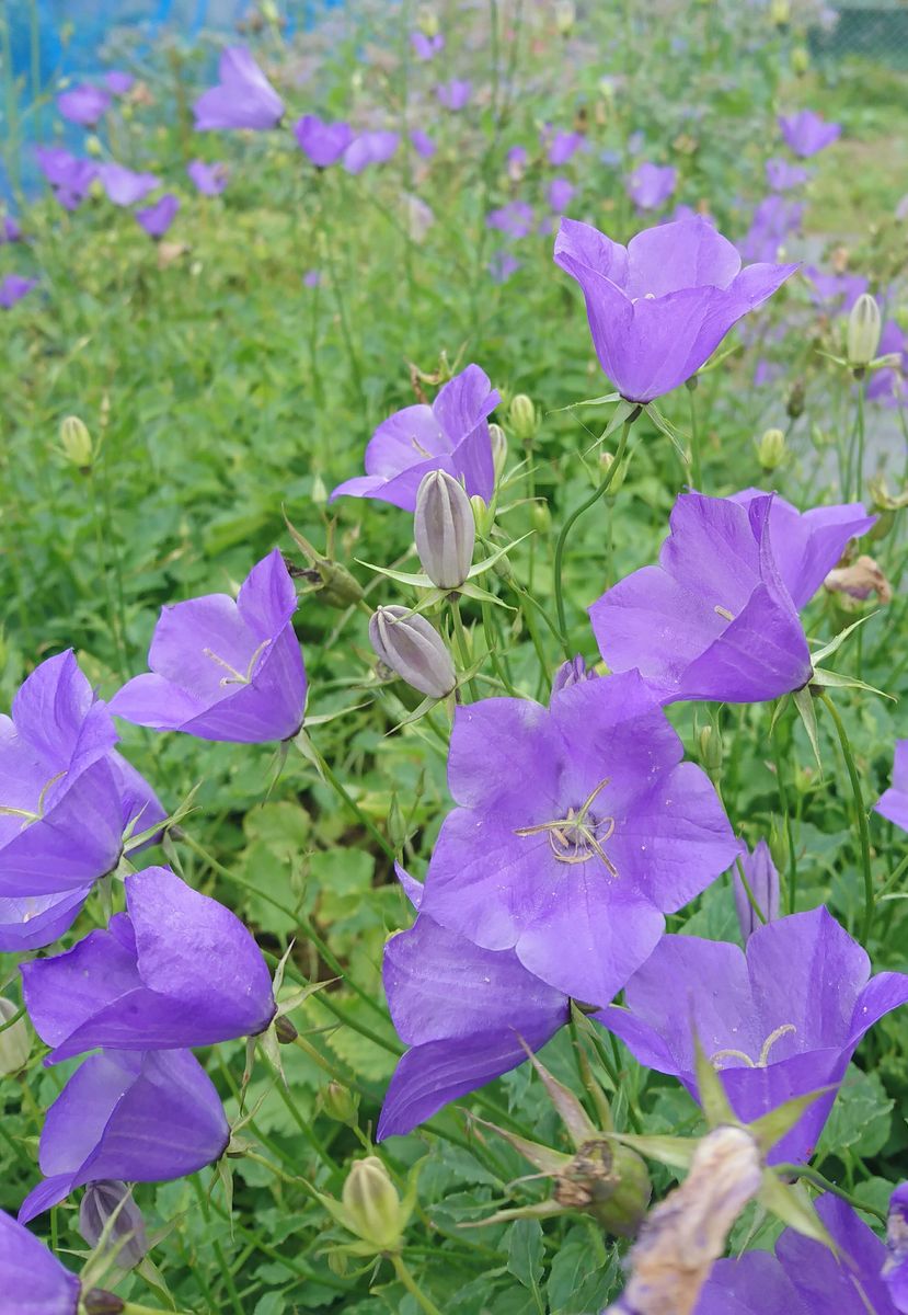 続🌼種から開花カンパニュラと猫