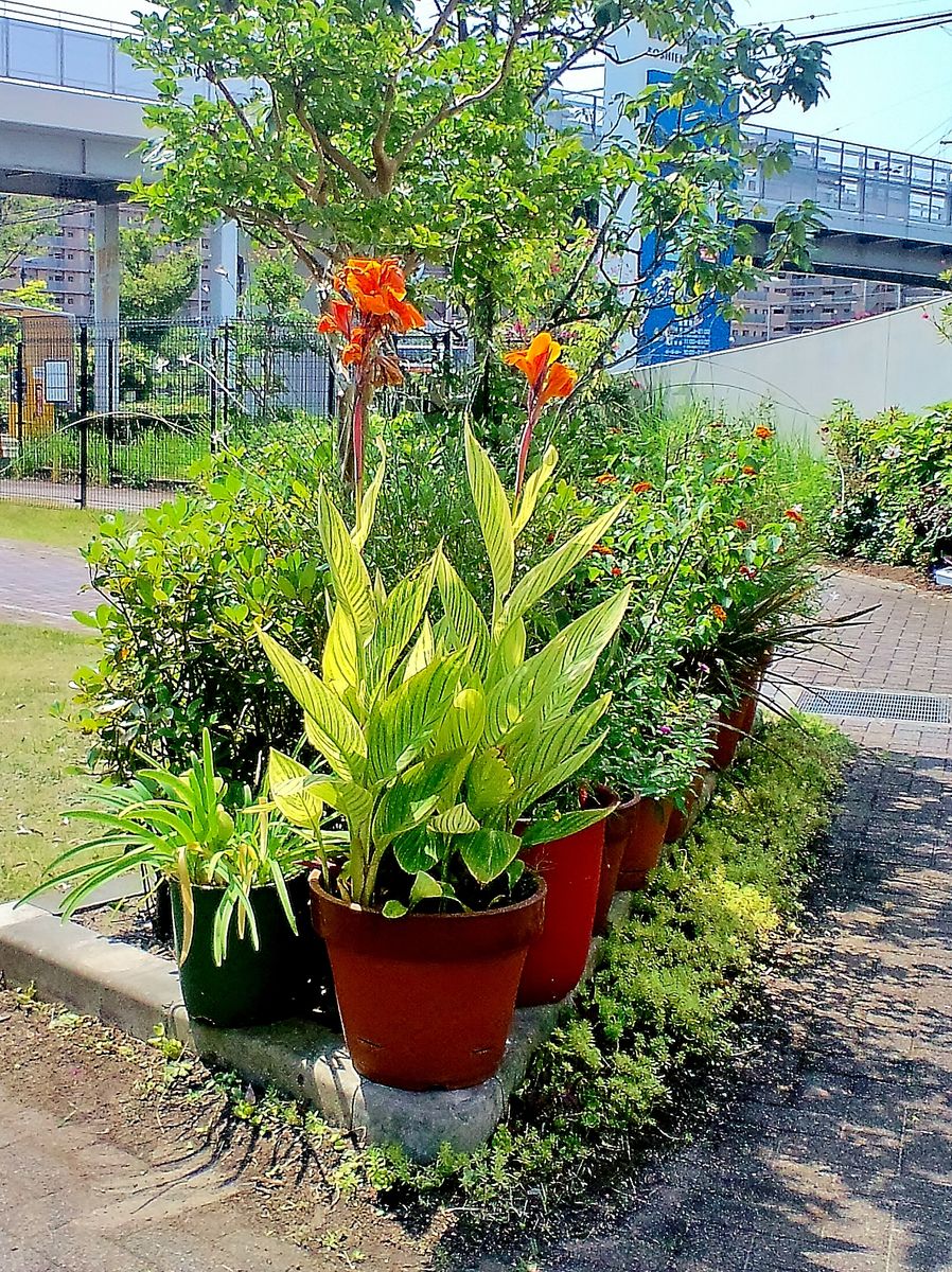 本日の植栽たち　ルドベキアタカオ 　斑入りカンナ・ベンガルタイガー 　鷹の爪