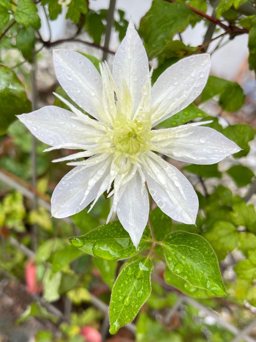 雨の中のクレマチスの2番花💠