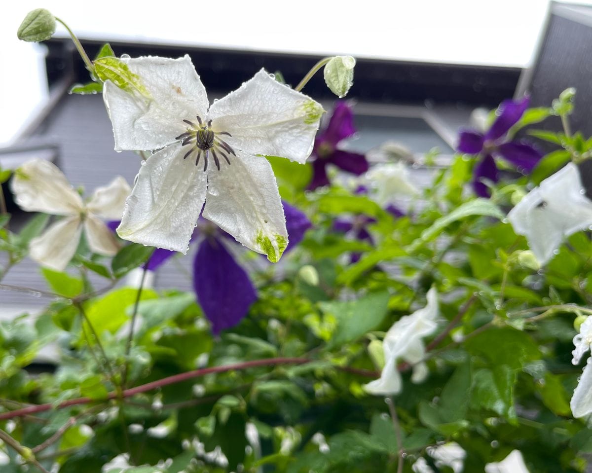 雨の中のクレマチスの2番花💠