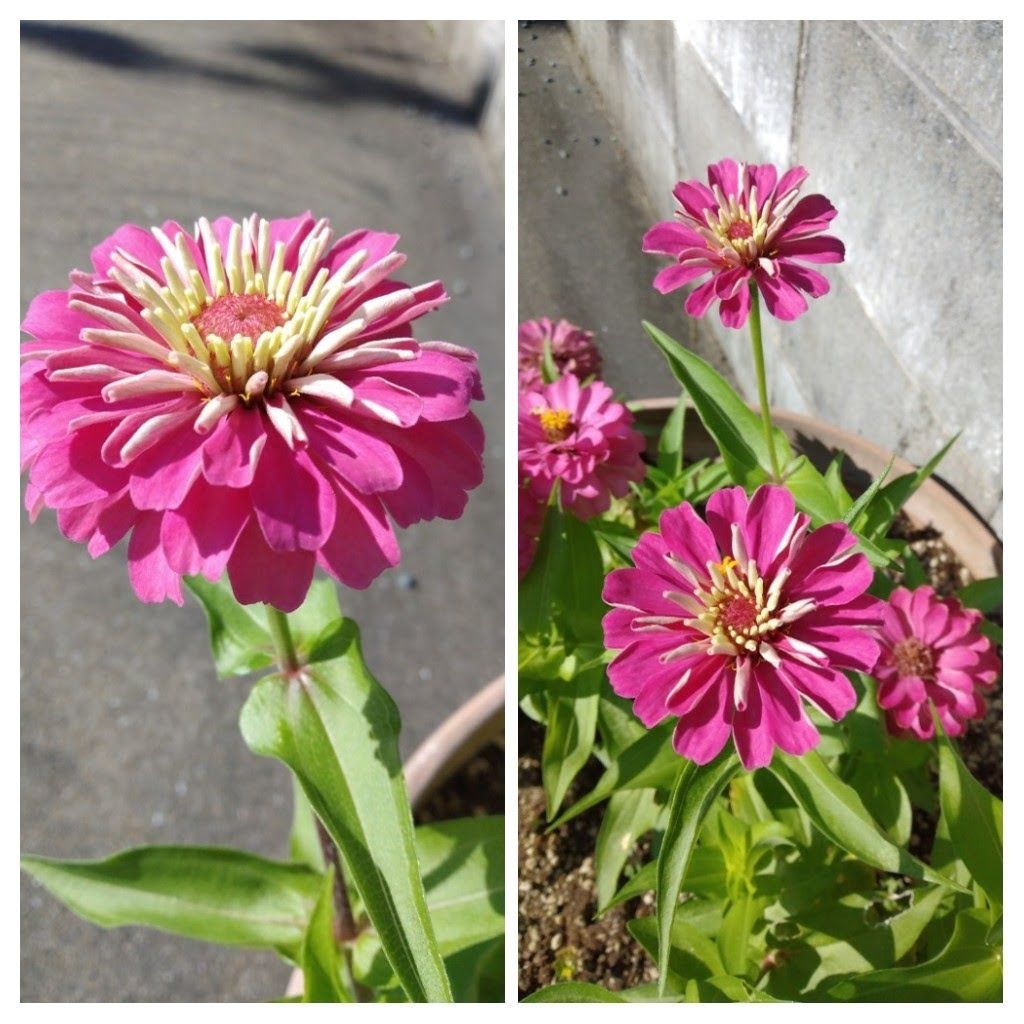 散歩道で見かけた花！