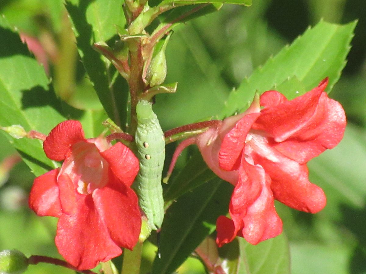 由愛(ゆめ)の花日記♪