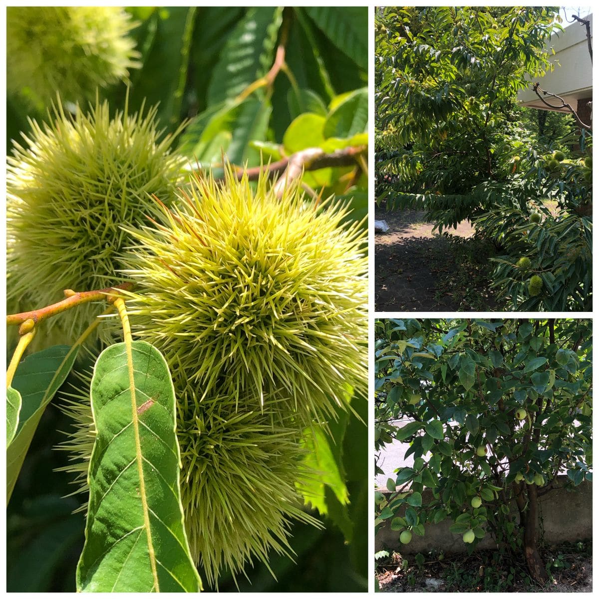 水のレンズ💧とブロンズビューティ発芽🌱