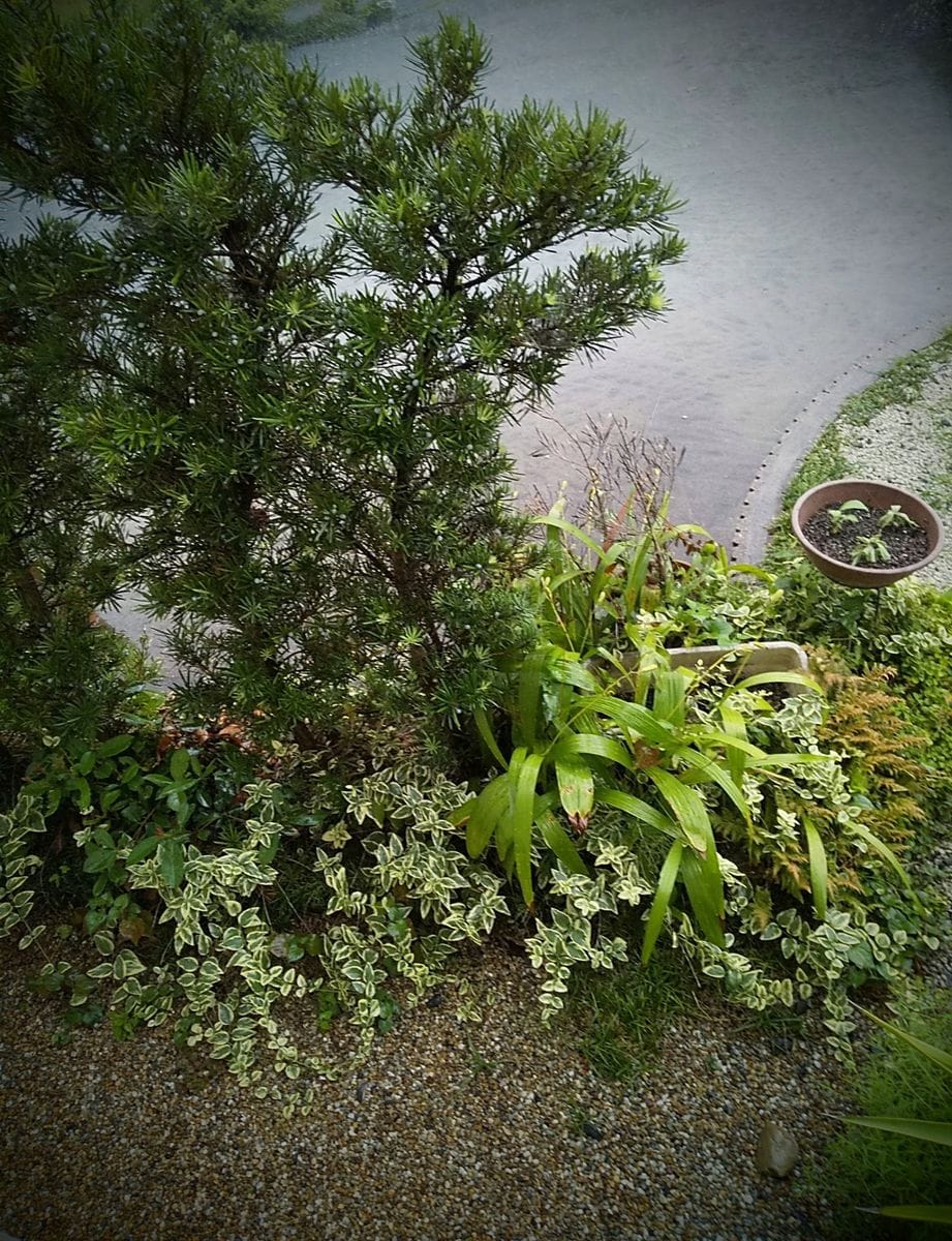 雷と土砂降り雨😱