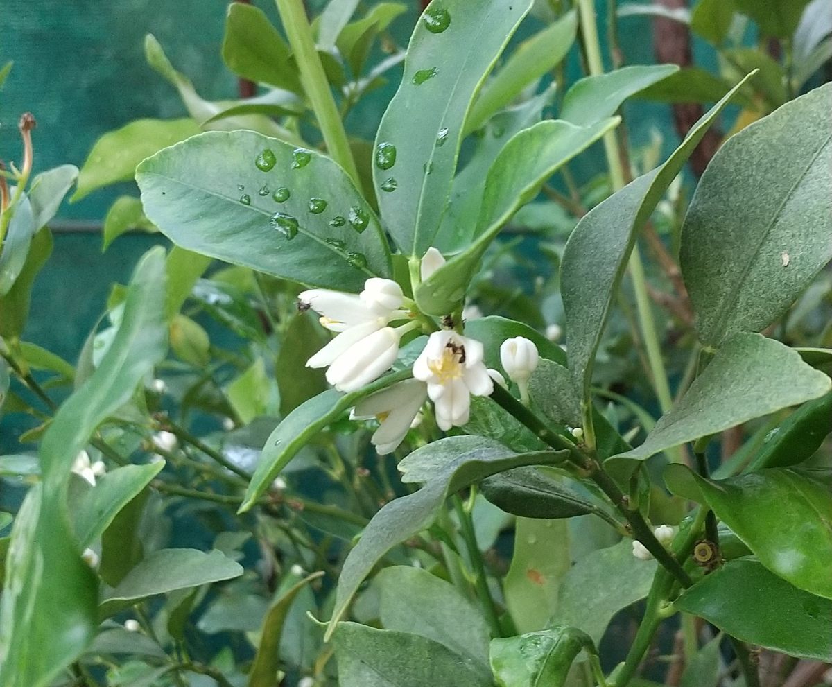 金柑の花が満開🌼