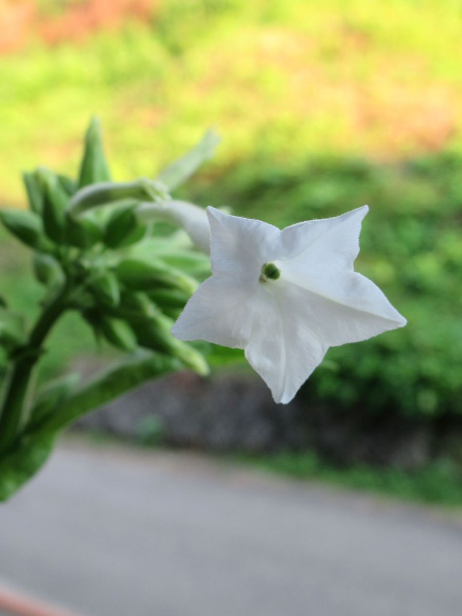 花タバコ開花