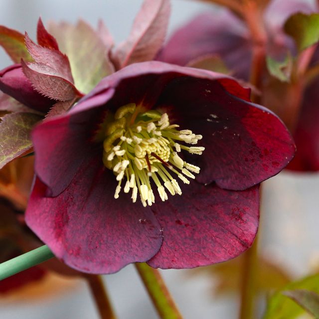 Helleborus x hybridus