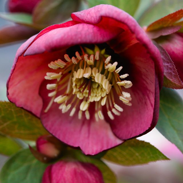 Helleborus x hybridus