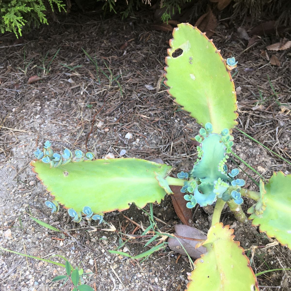 真夏の芽生え