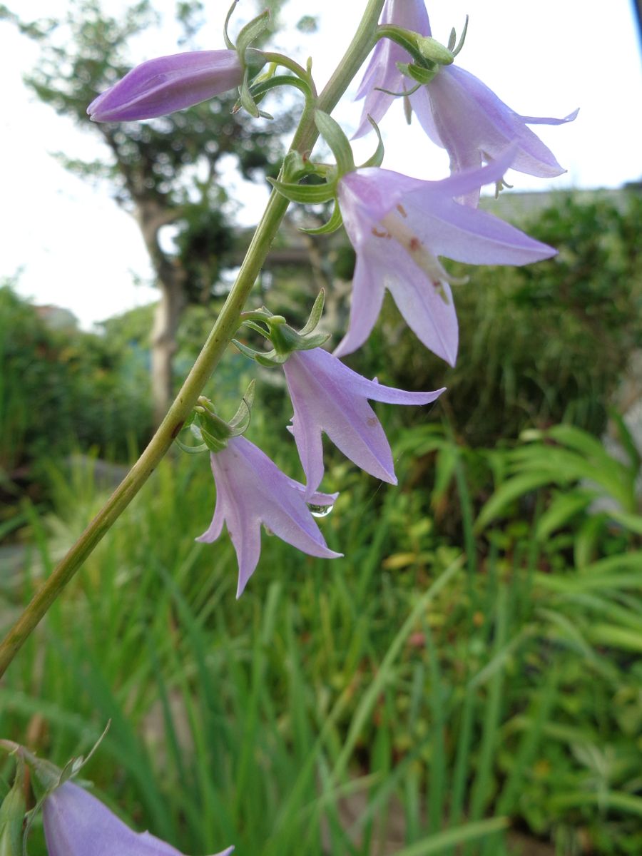 いろいろなお花たち