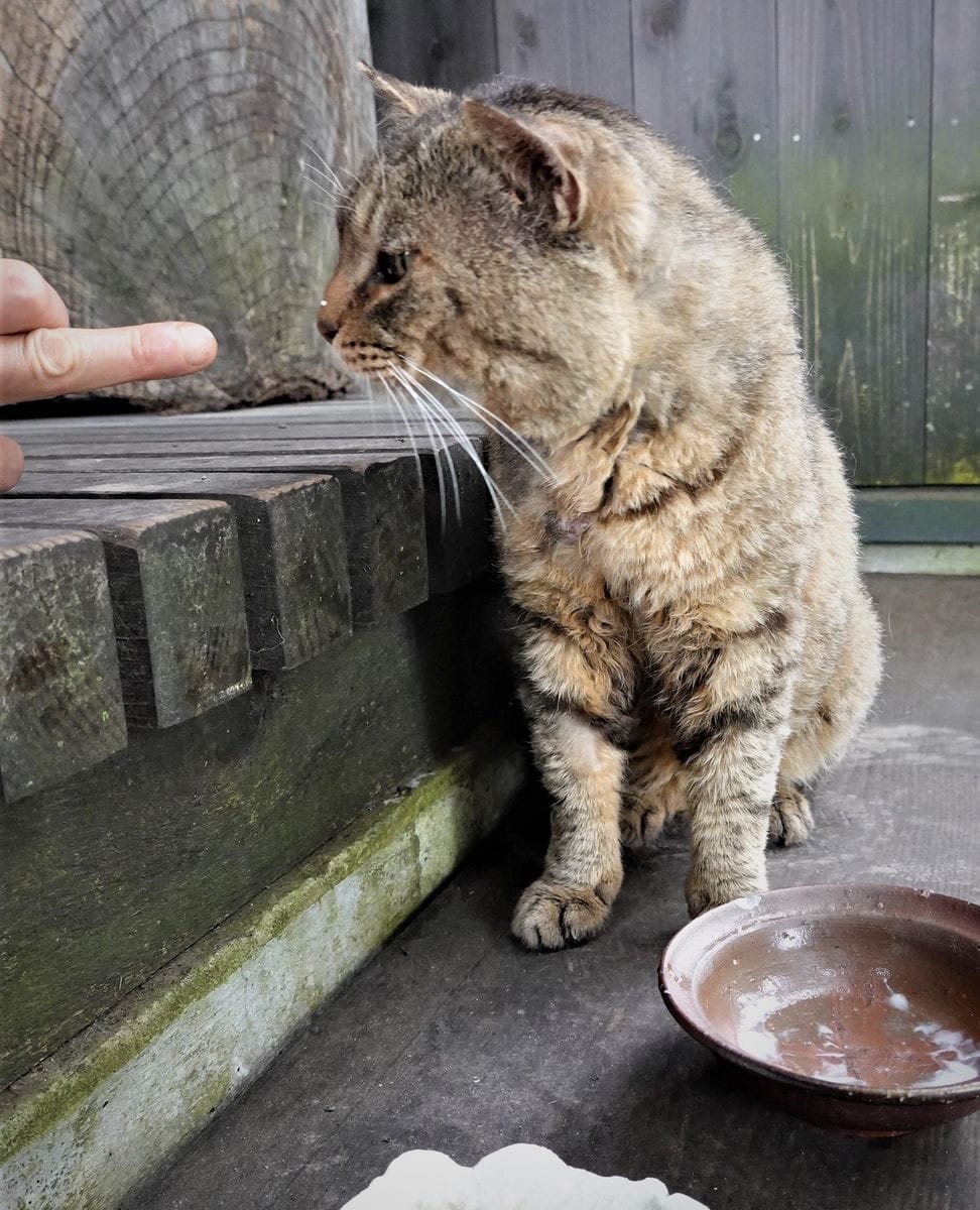 帰ってきたキジトラ　ビロードモウズイカ