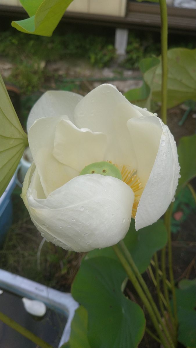 白い花蓮も開花しました。