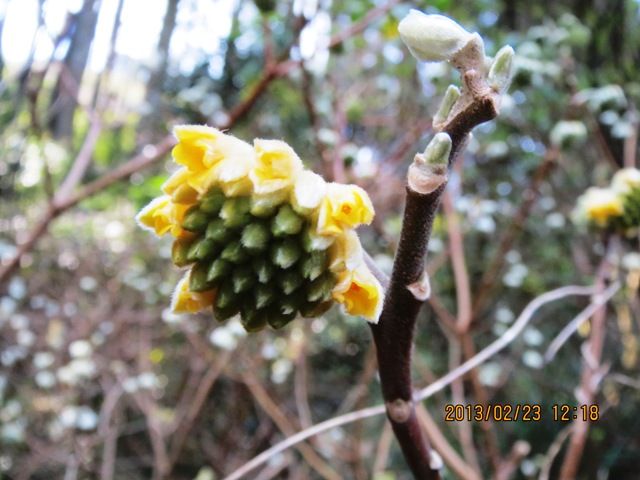 ウｵーキングで見かけた花たち