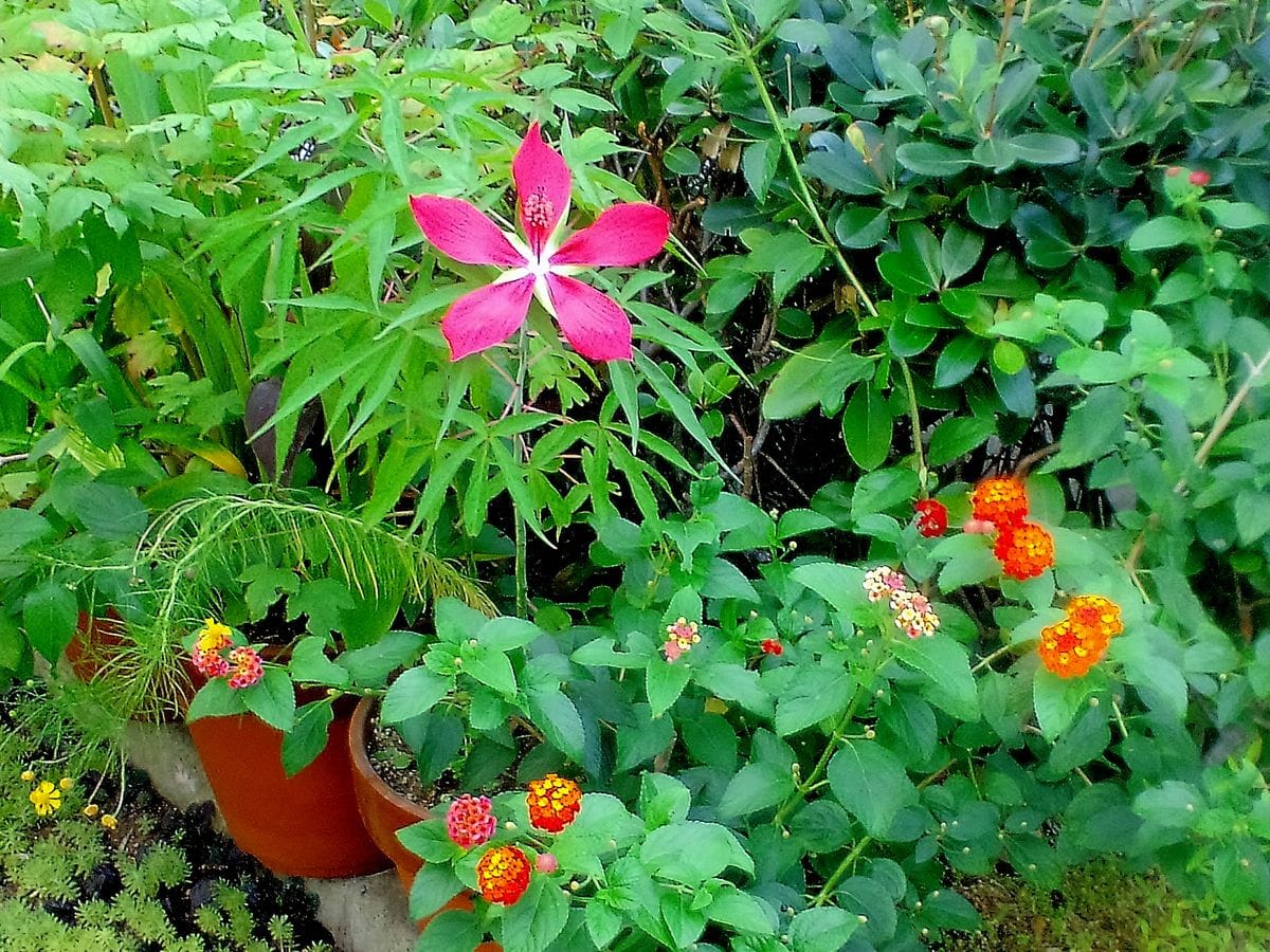 今日の植栽たち　モミジ葵　ランタナレッド　ガウラ