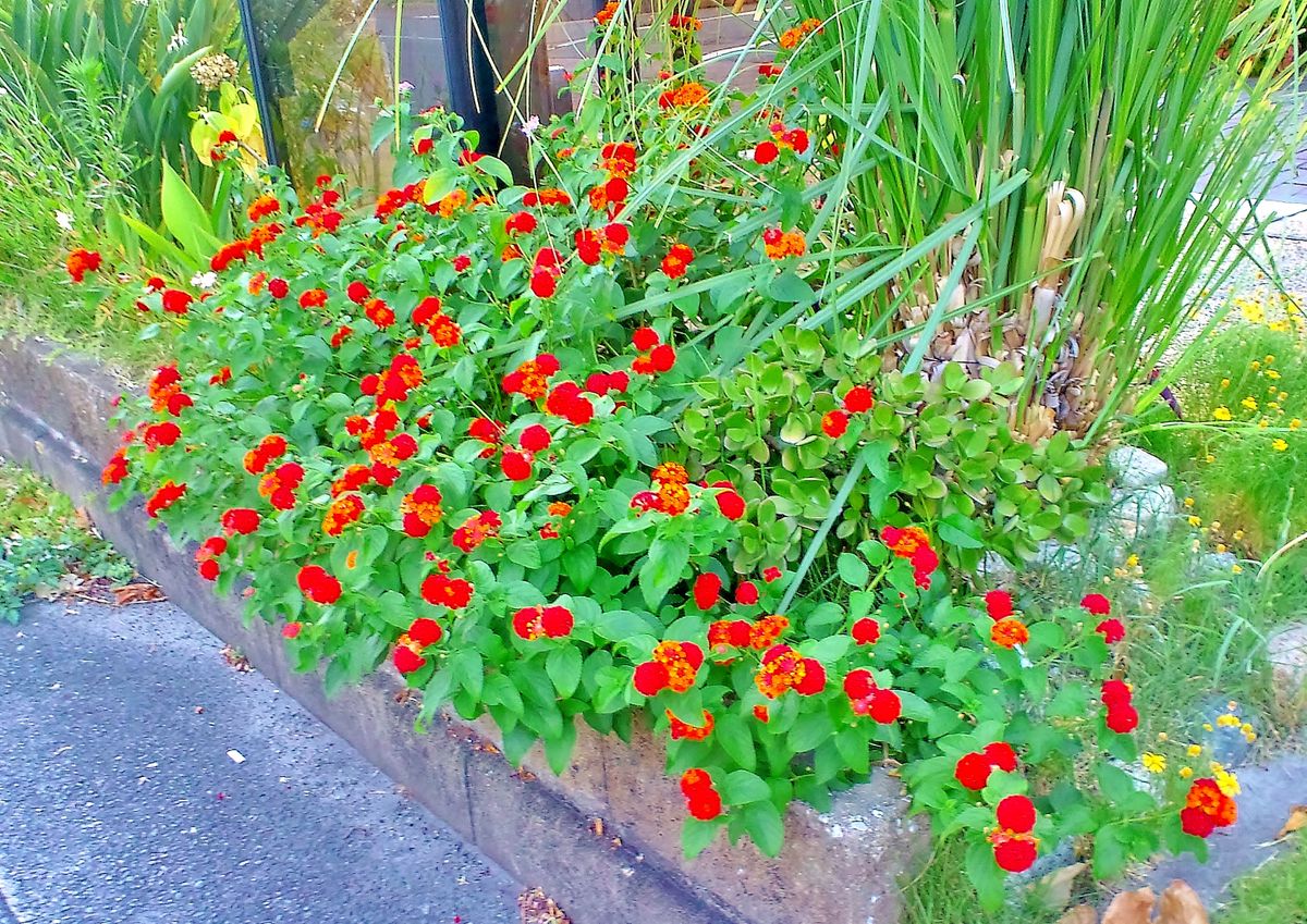 今日の植栽たち　モミジ葵　ランタナレッド　ガウラ