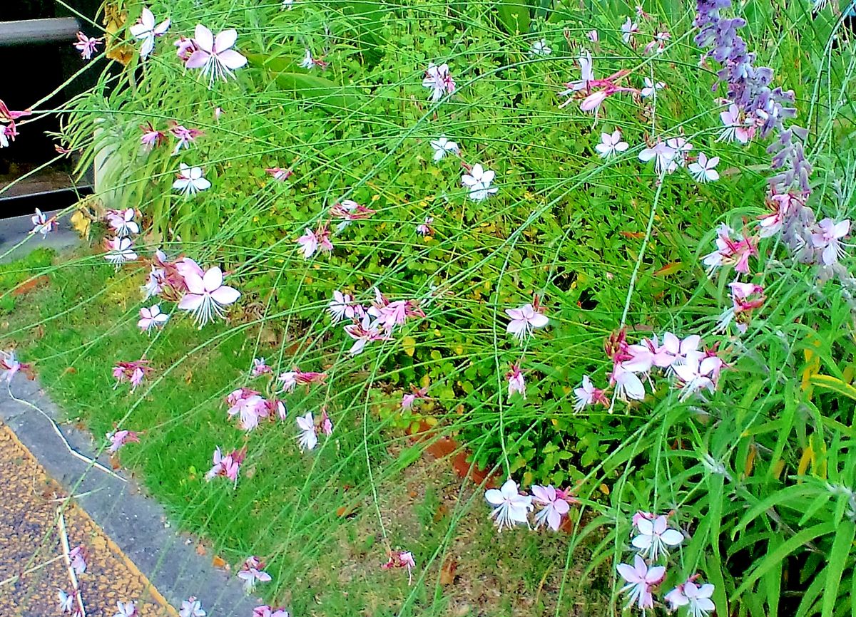 今日の植栽たち　モミジ葵　ランタナレッド　ガウラ