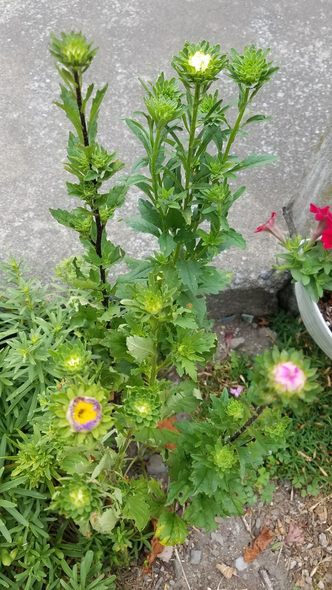 今日で７月も終わり