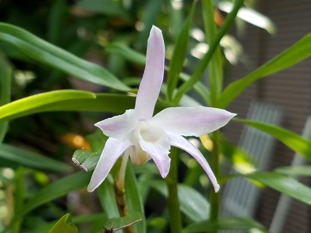 季節外れの花