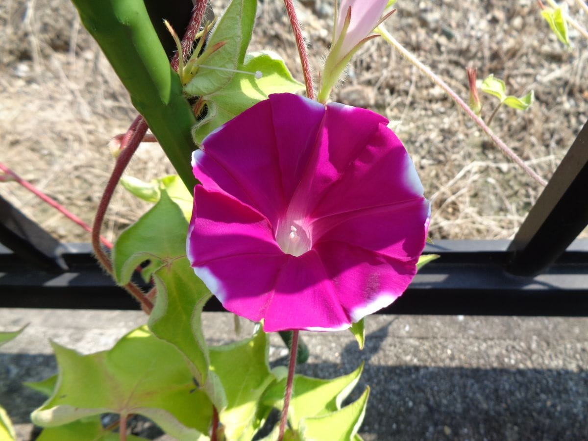 変化朝顔、親木の花など。。。