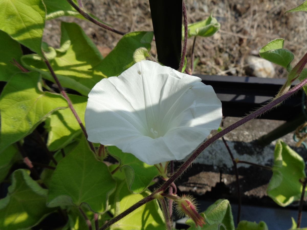 変化朝顔、親木の花など。。。