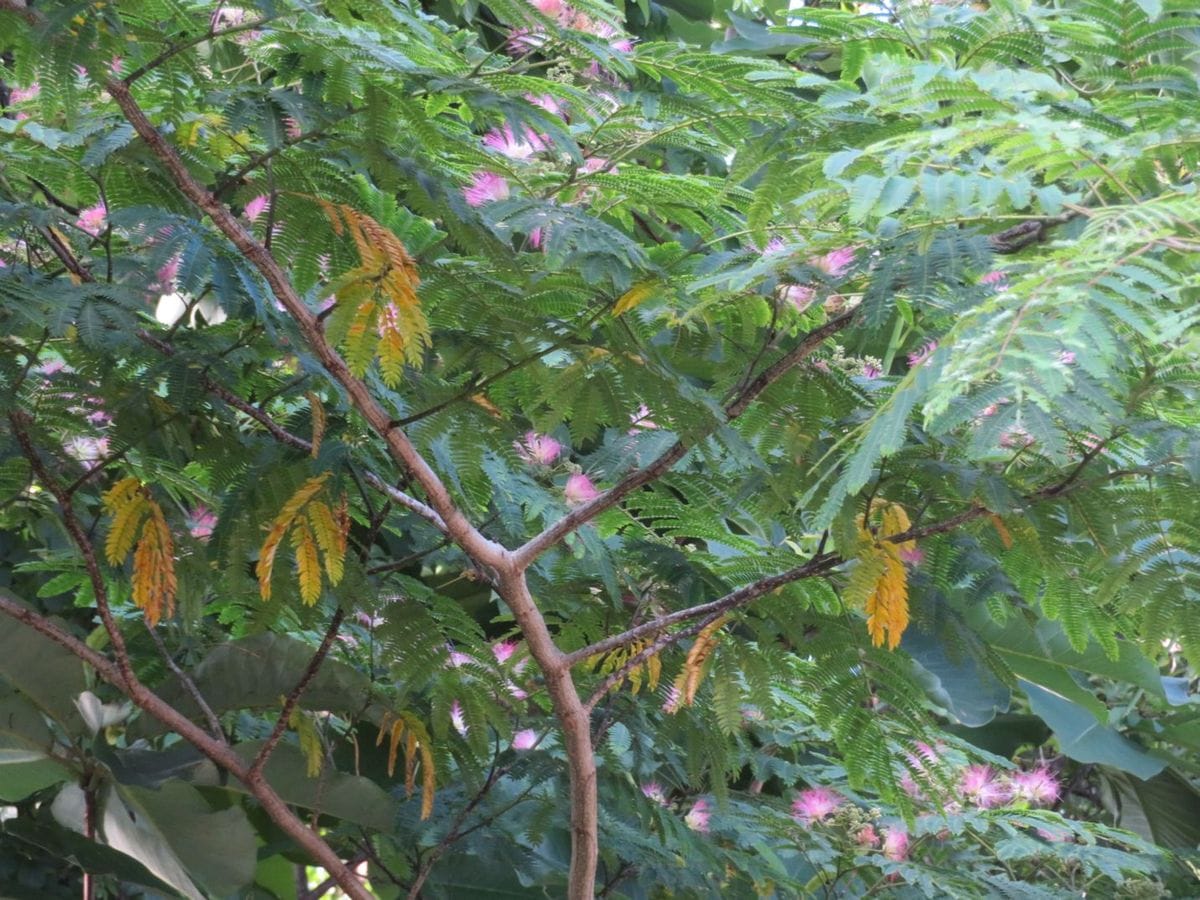 ７月最後の花