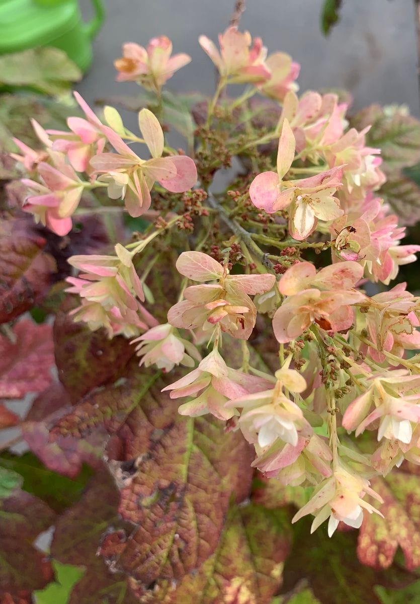 『カシワバアジサイ(柏葉紫陽花)👒ピンク』〜地植え〜