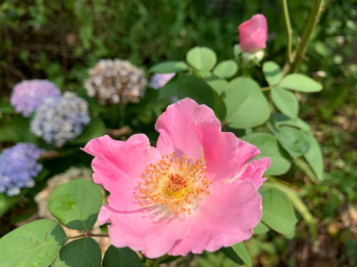 昨日のお花達(^_-)-☆