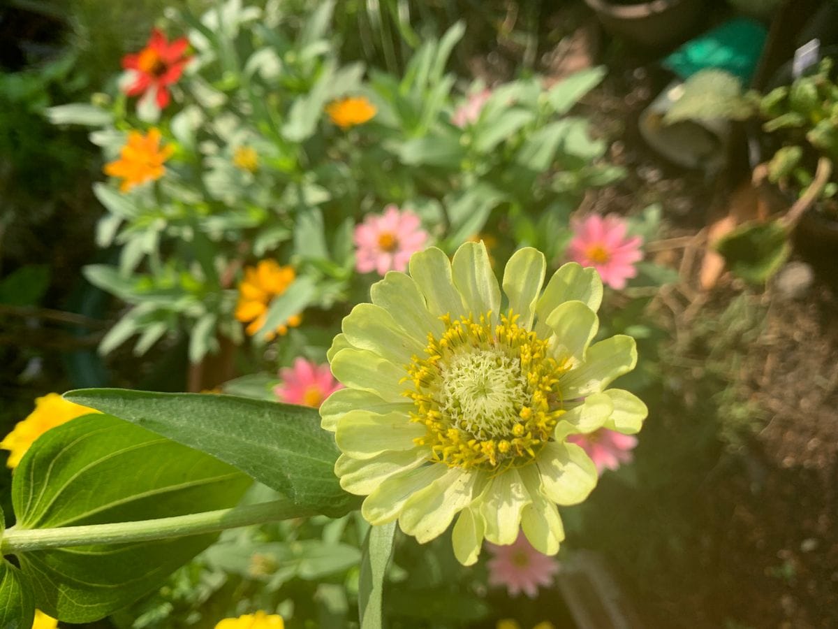 昨日のお花達(^_-)-☆