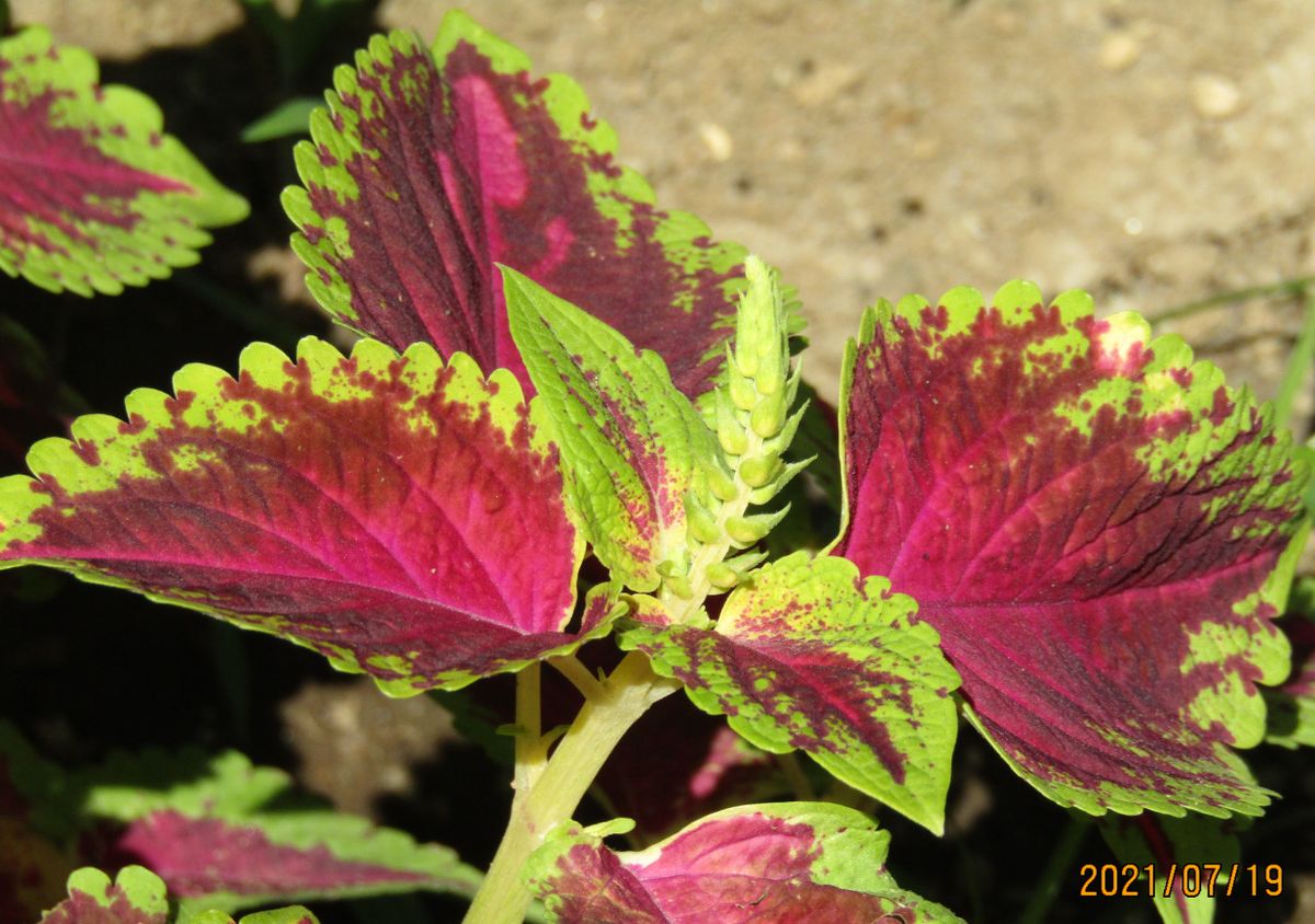 コリウスを長く持たせるために、花をこまめに剪定する