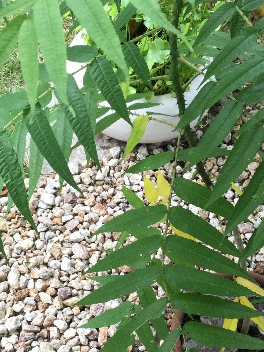 雨の来る前