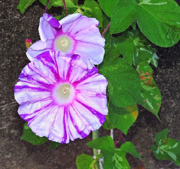 散歩道の花