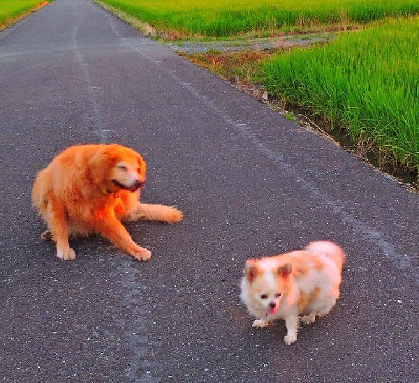 散歩道のワンコ