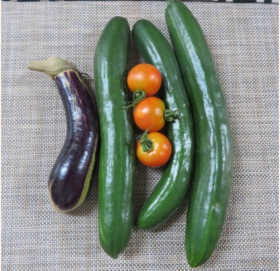 昨日の🥒キュウリ🍆ナス🍅トマト収穫