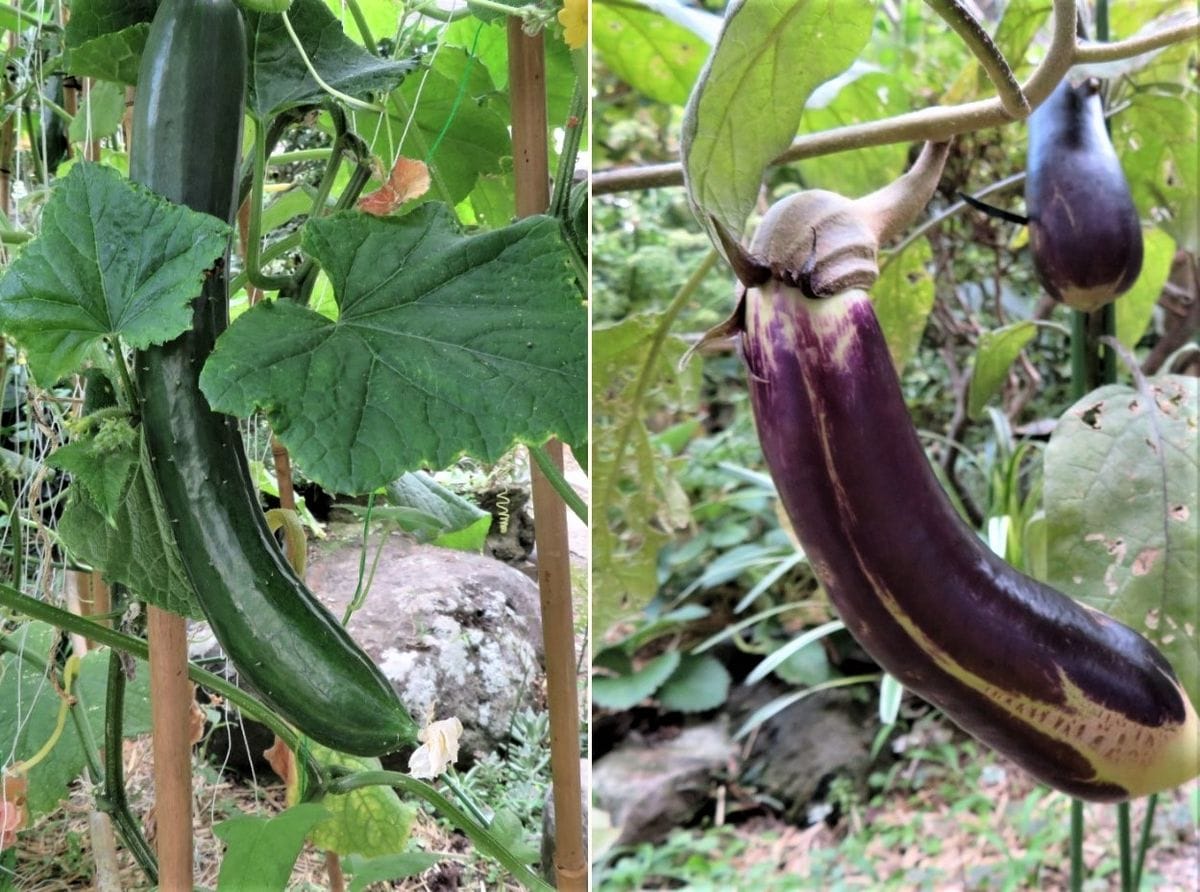 昨日の🥒キュウリ🍆ナス🍅トマト収穫