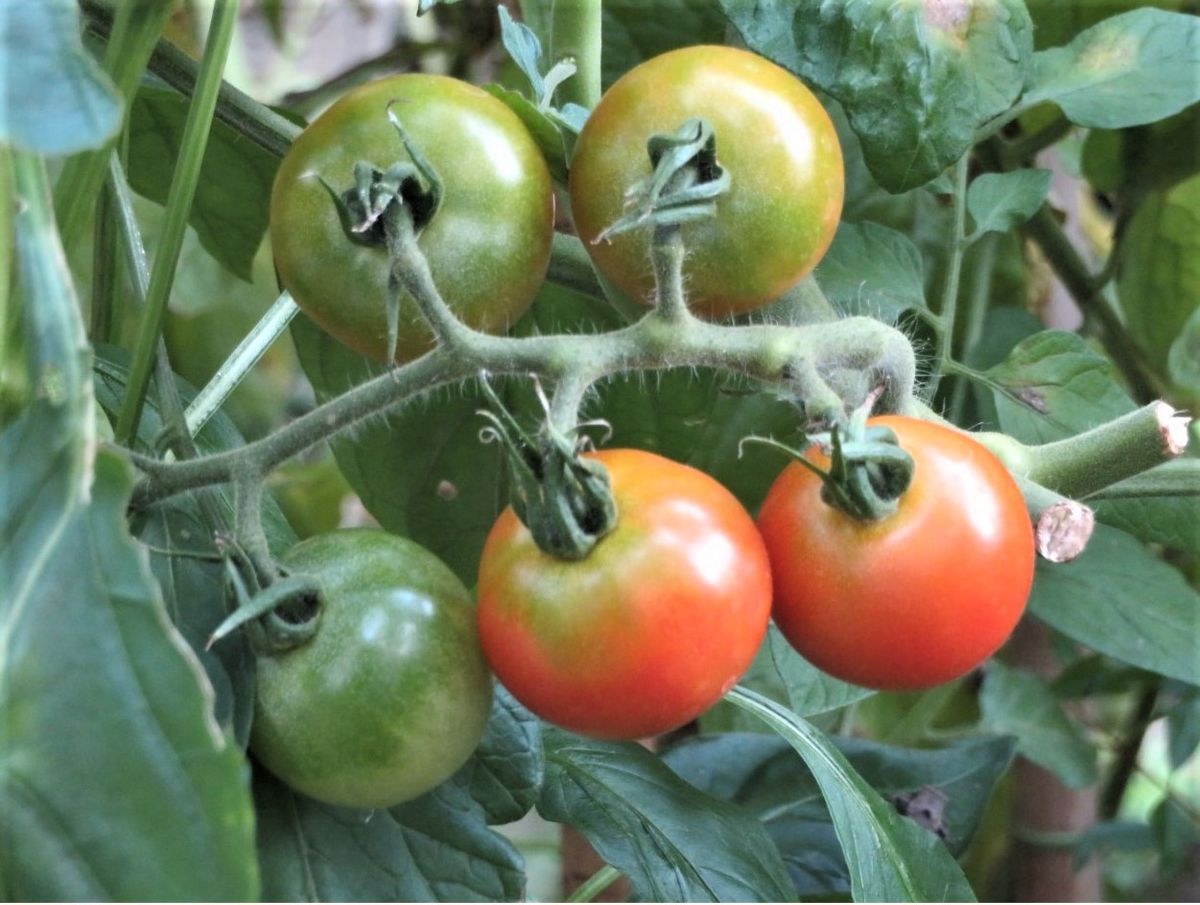 昨日の🥒キュウリ🍆ナス🍅トマト収穫