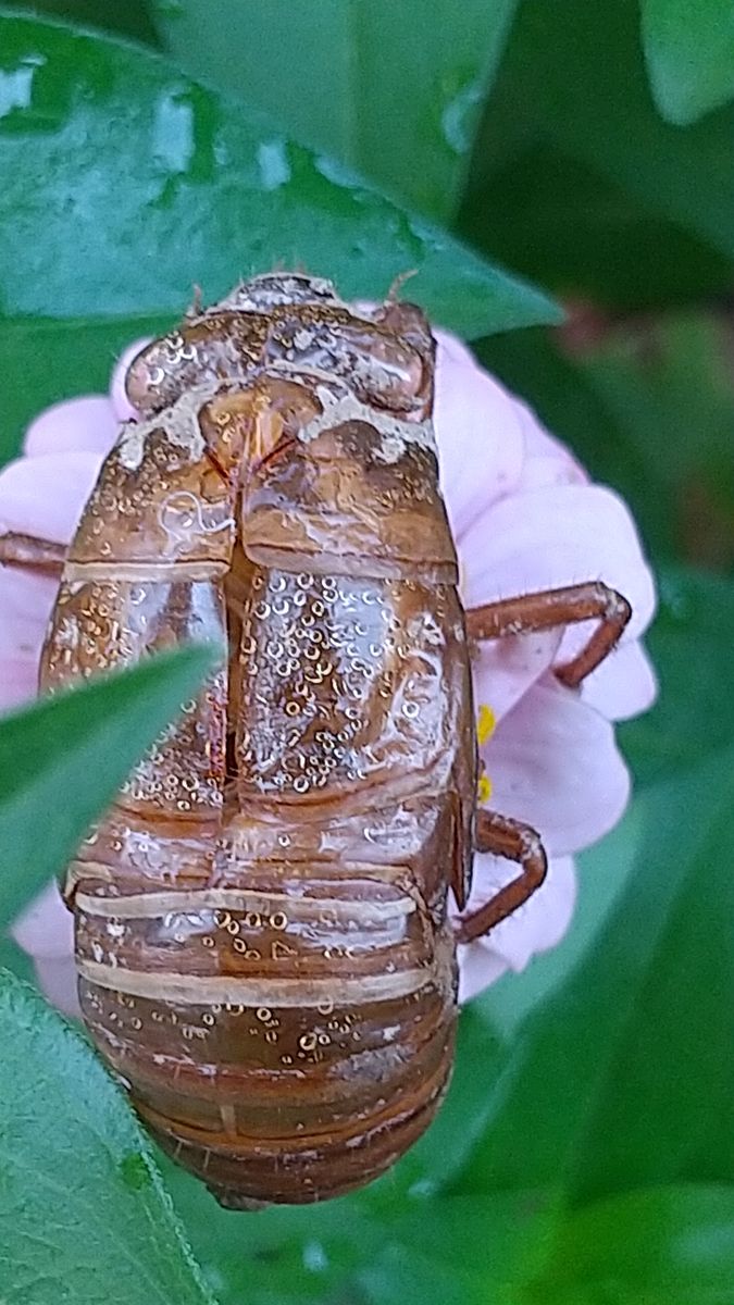 オニユリも最後の花