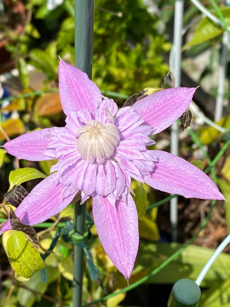 ひょっとして初花❓