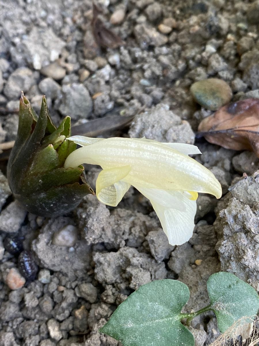 ひょっとして初花❓