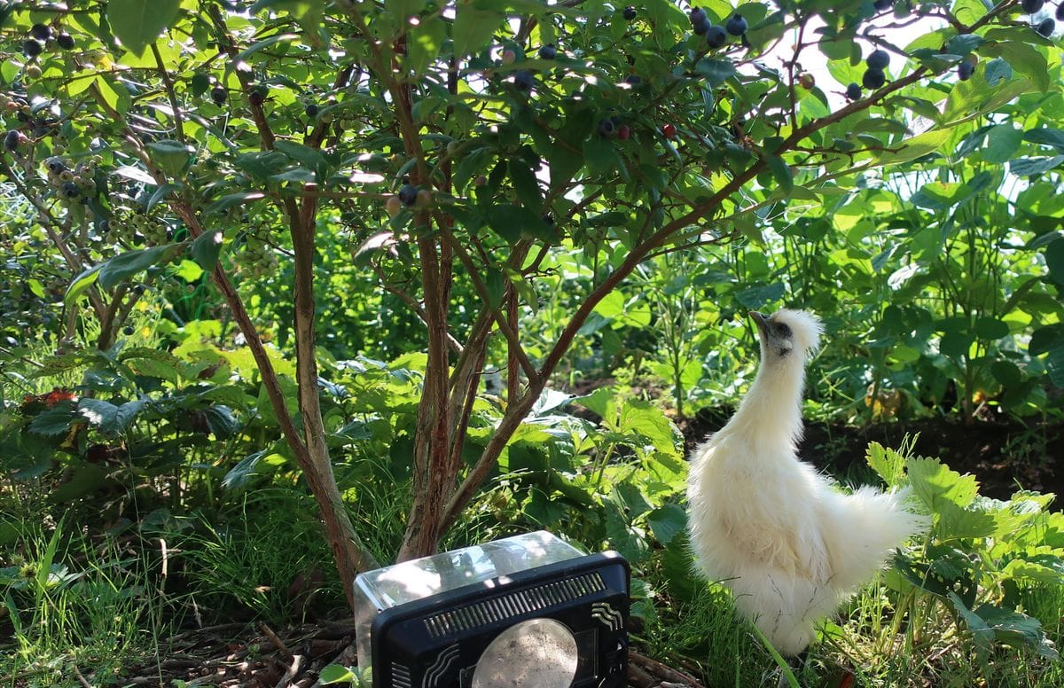 にわとり効果