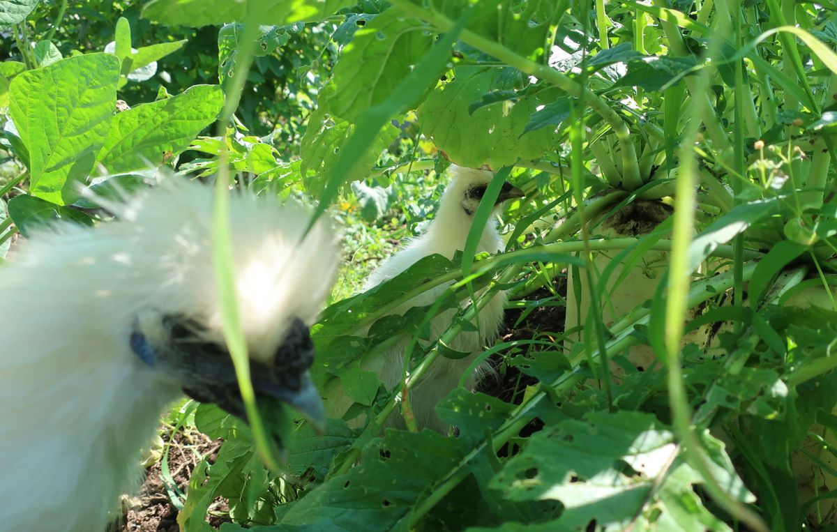 にわとり効果