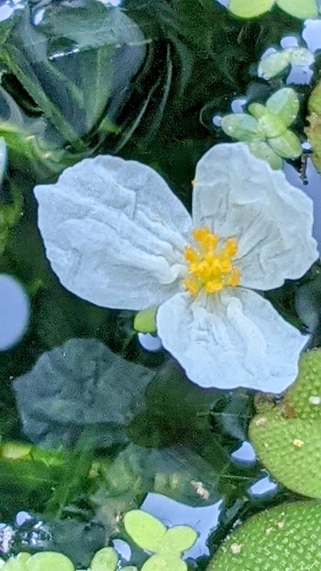 水草からお花が咲きました。