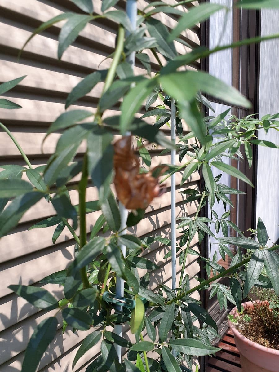 多肉植物はじめて11カ月