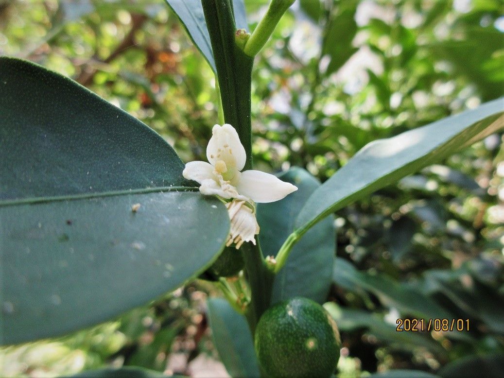 御存知ですか？夏に咲くミカンは、『花柚』と『金豆』に『金柑』ですね。