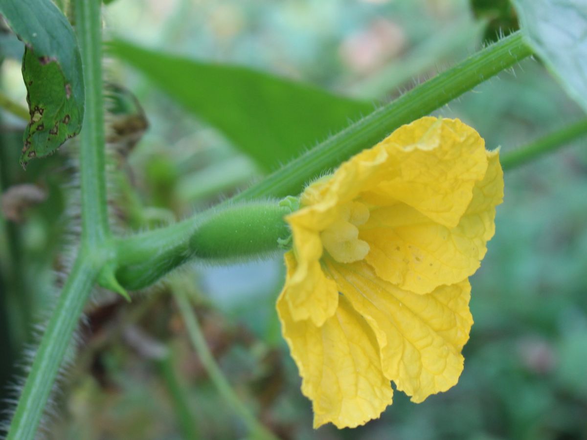 ウリ科の花